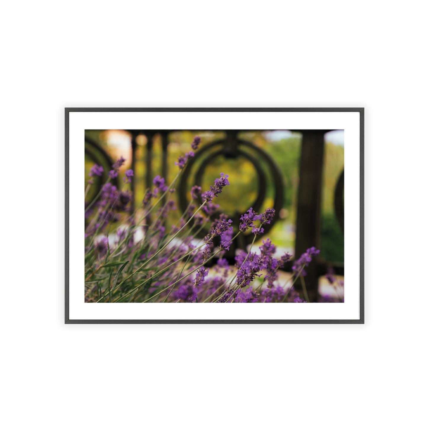 Wien, Wildblumen (3/3)